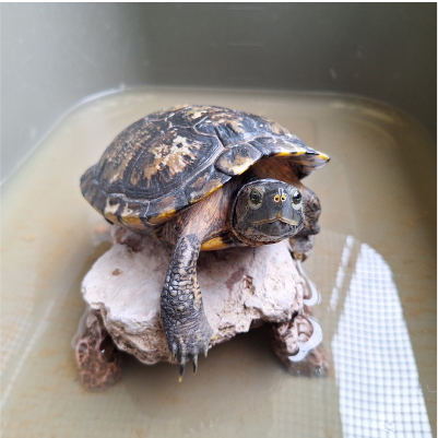 園で飼っている亀のラッキーの写真